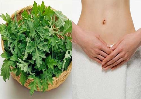 Chữa viêm bàng quang bằng lá ngải cứu